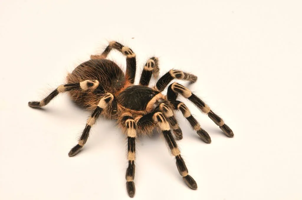 19077 brazilian white knee tarantula