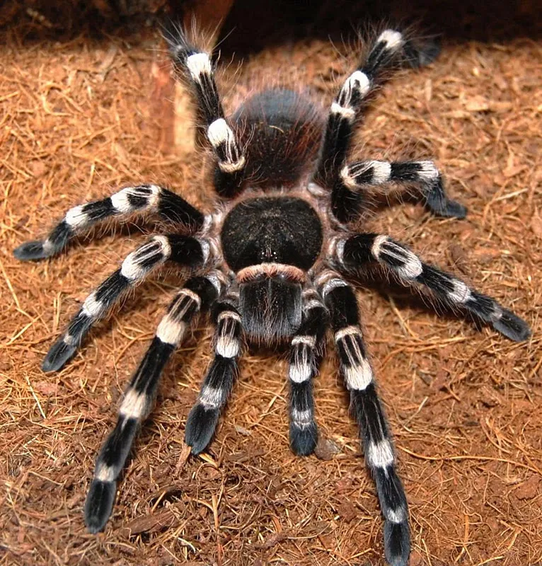 /img/19077-tarantula-drinking.webp