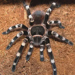 /img/19077-tarantula-drinking.webp