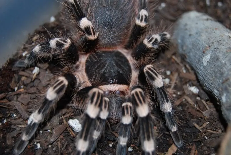 19077 tarantula enclosure