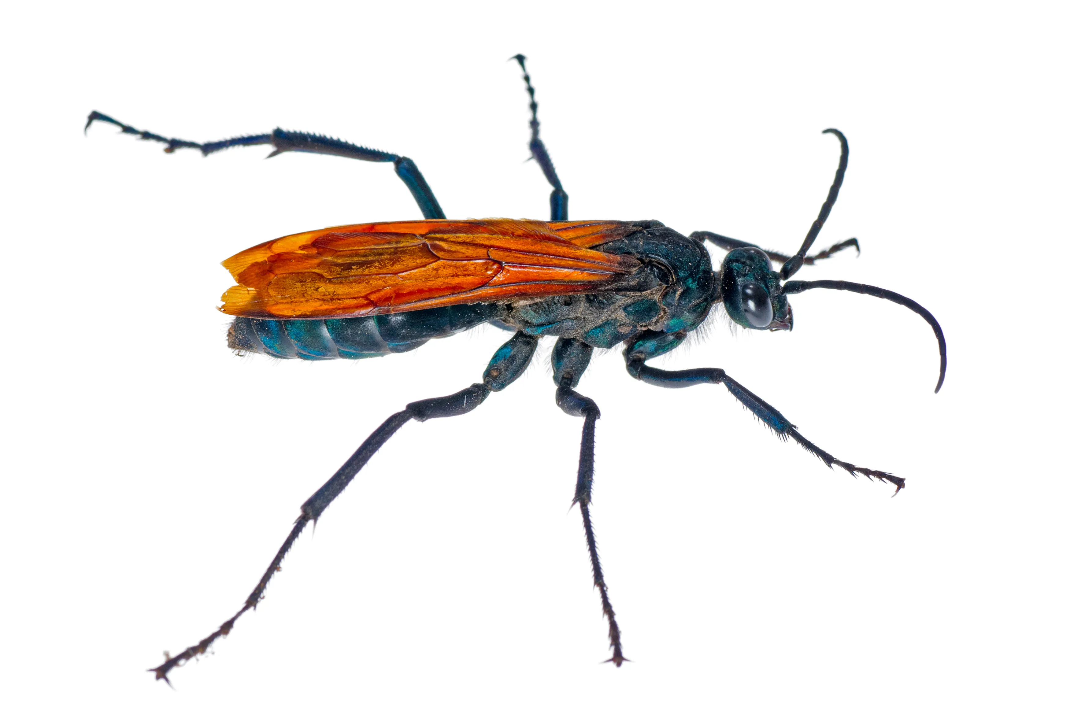 19078 tarantula hawk nesting