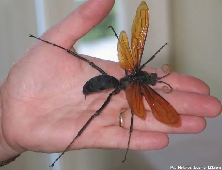 19078 tarantula hawk paralyzing