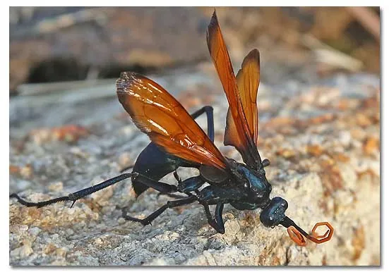 19078 tarantula hawk wings