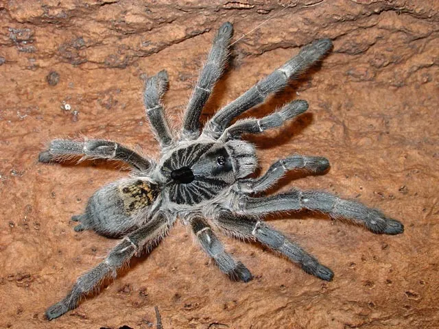 19080 female marshalli tarantula
