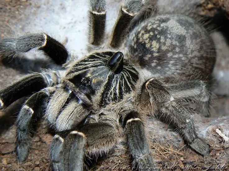 19080 male marshalli tarantula