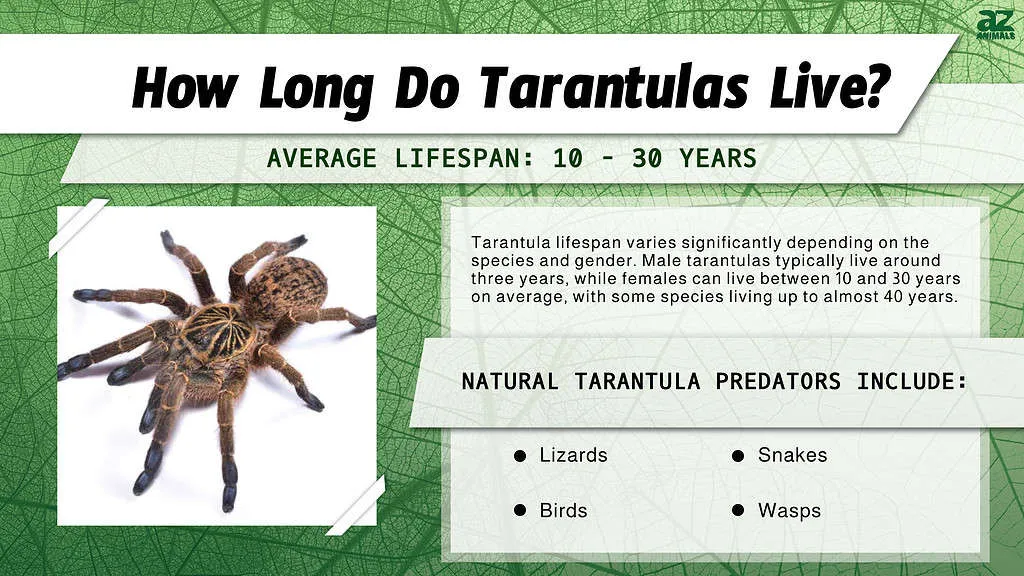 /img/19080-marshalli-tarantula-humidity.webp
