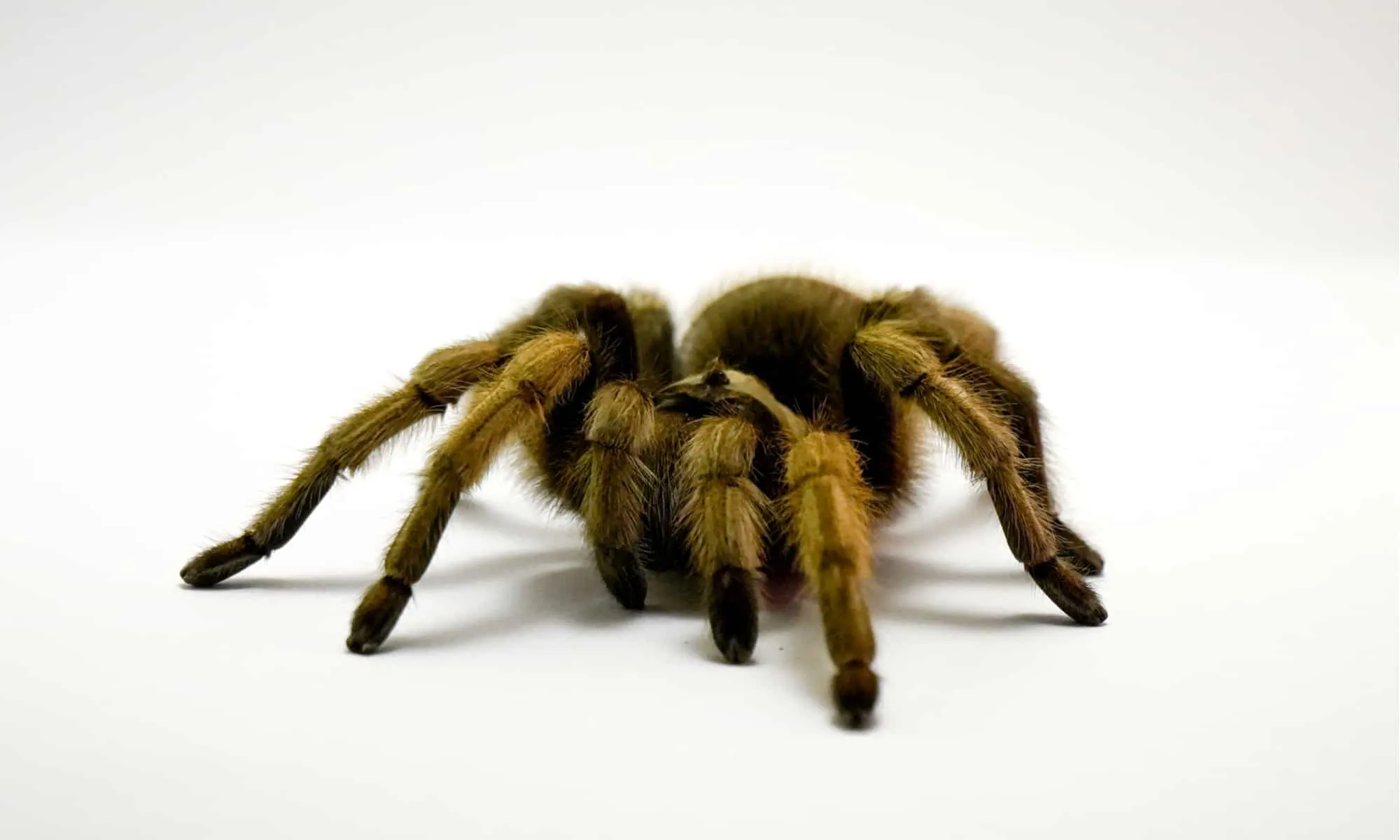 19080 marshalli tarantula substrate