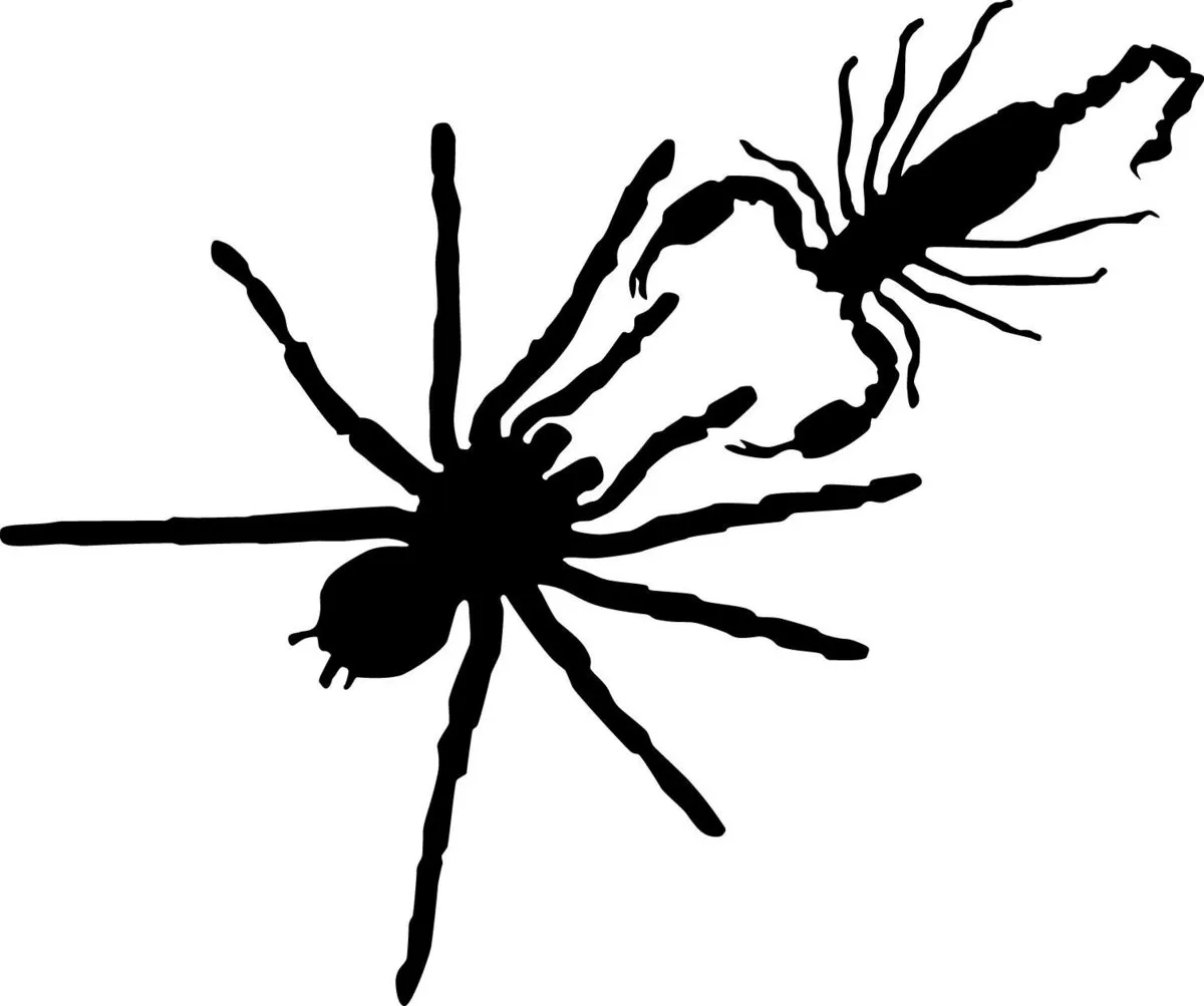 19082 tarantula and scorpion