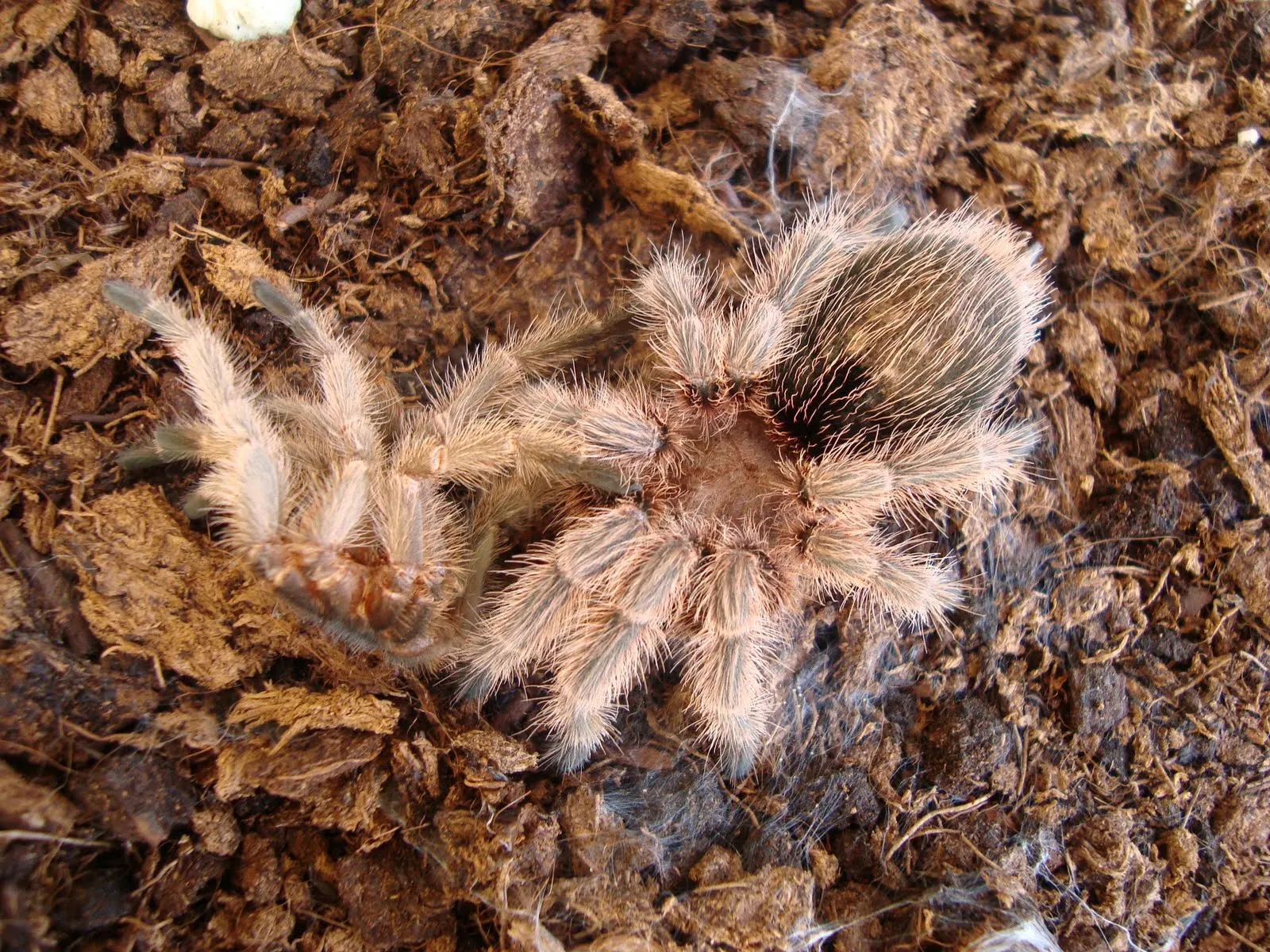 /img/19083-rose-hair-tarantula-hydration.webp