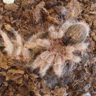 /img/19083-rose-hair-tarantula-hydration.webp
