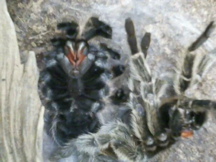 19083 rose hair tarantula molting 1