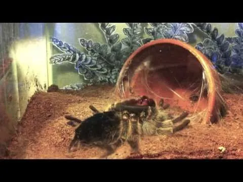 19083 rose hair tarantula molting 2