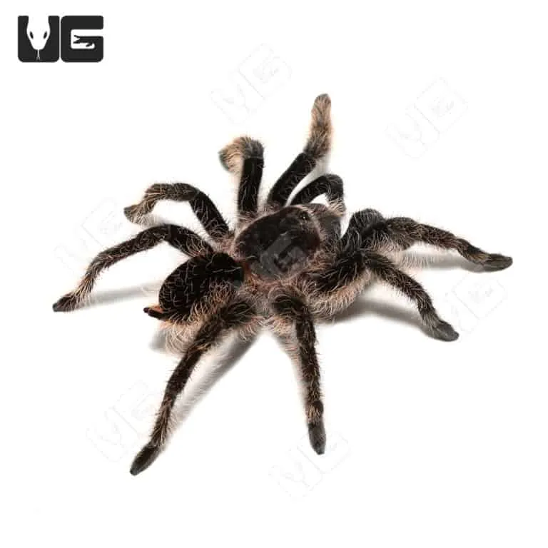 19084 curly hair tarantula sling enclosure