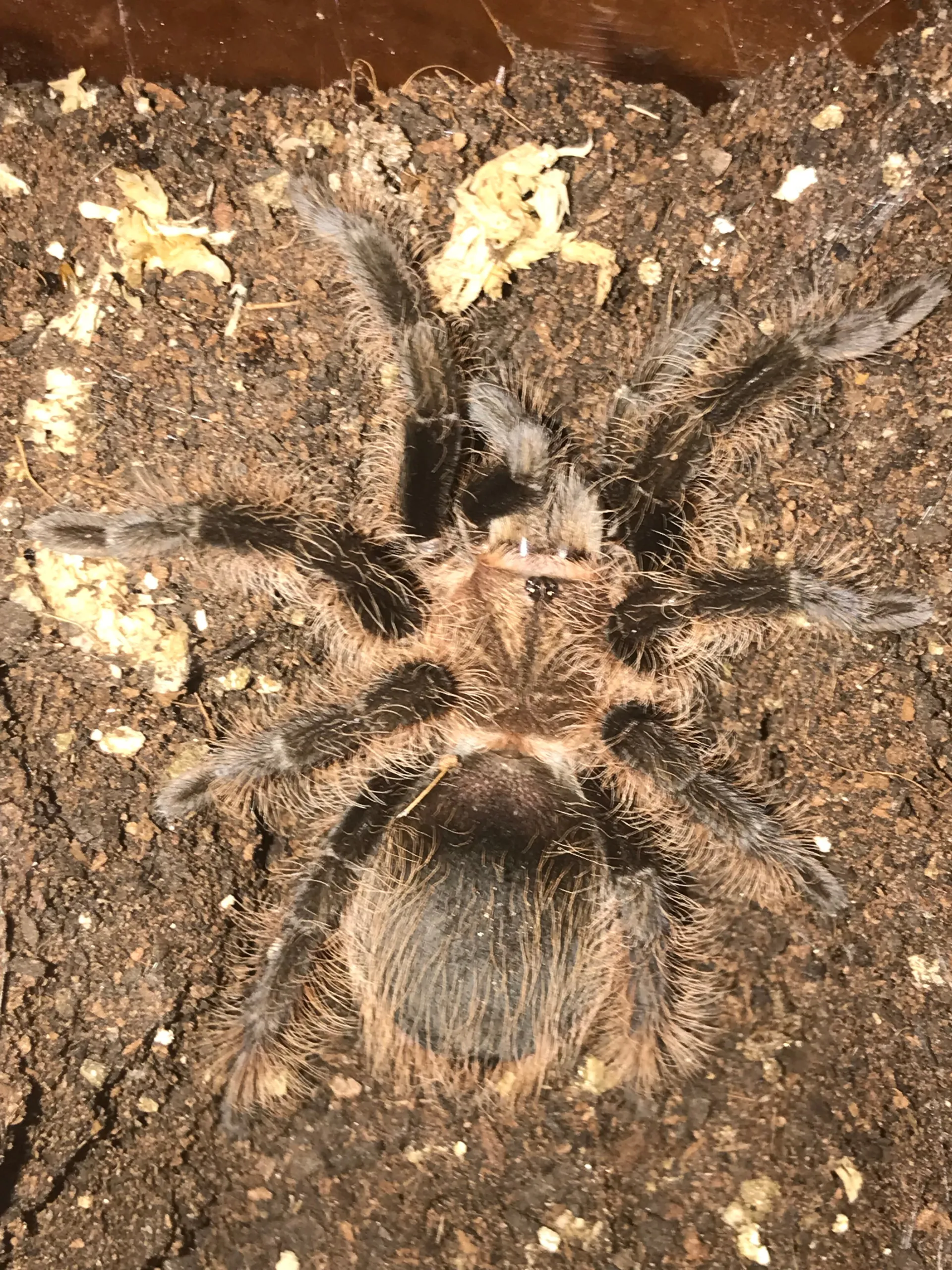 19084 curly hair tarantula sling feeding