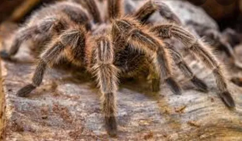 19084 curly hair tarantula sling habitat