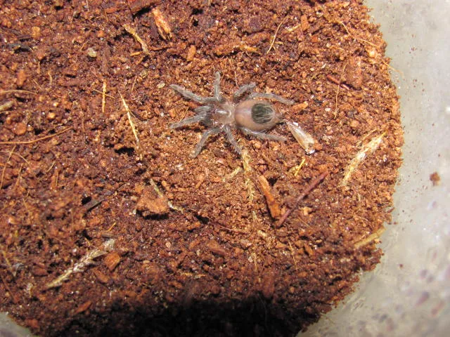 19084 curly hair tarantula sling molting