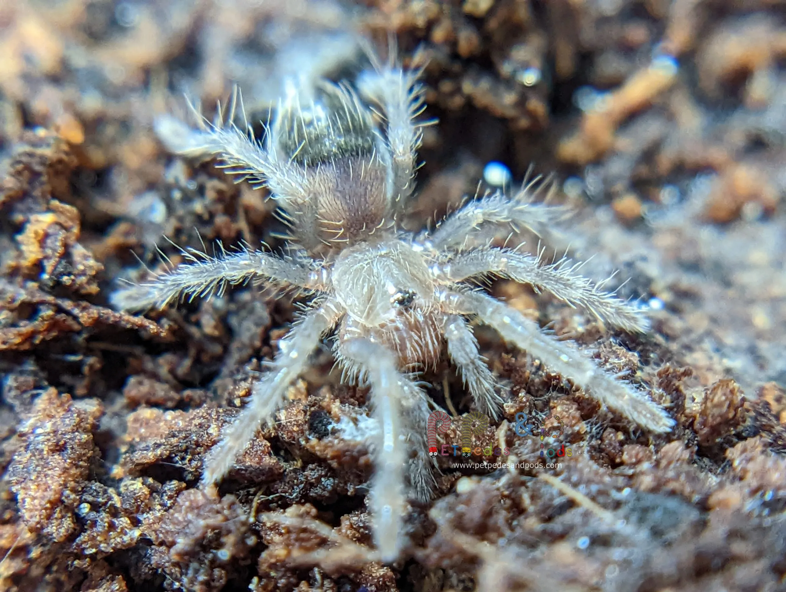 19084 curly hair tarantula sling water