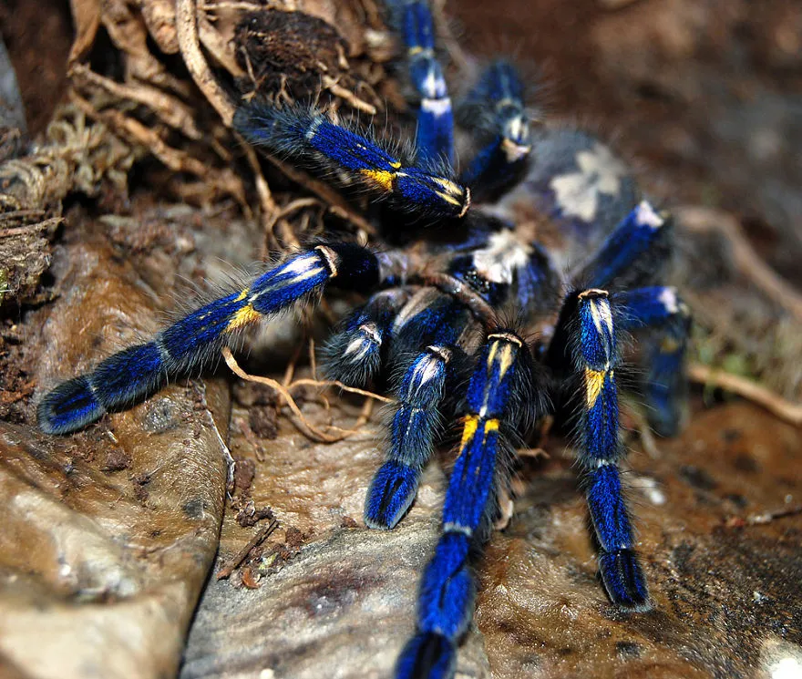 19085 cobalt blue tarantula feeding 7