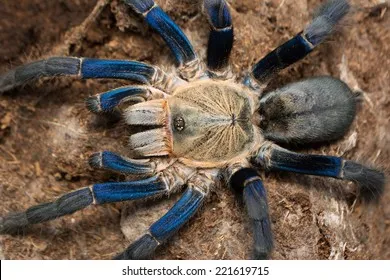 19085 cobalt blue tarantula female 4