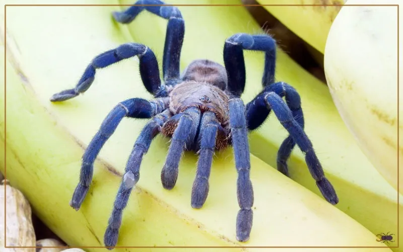 /img/19085-cobalt-blue-tarantula-molting-8.webp