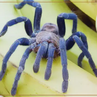 /img/19085-cobalt-blue-tarantula-molting-8.webp