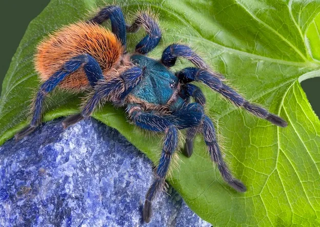 /img/19086-tarantula-conservation.webp