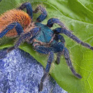 /img/19086-tarantula-conservation.webp