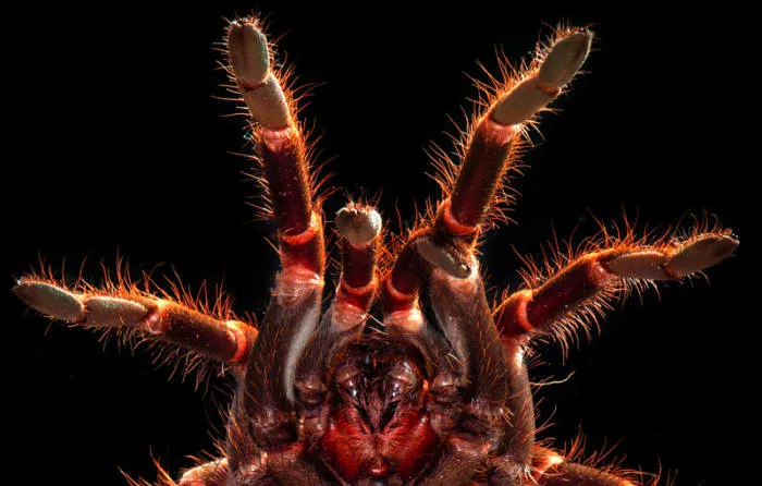 19088 tarantula habitat and prevention