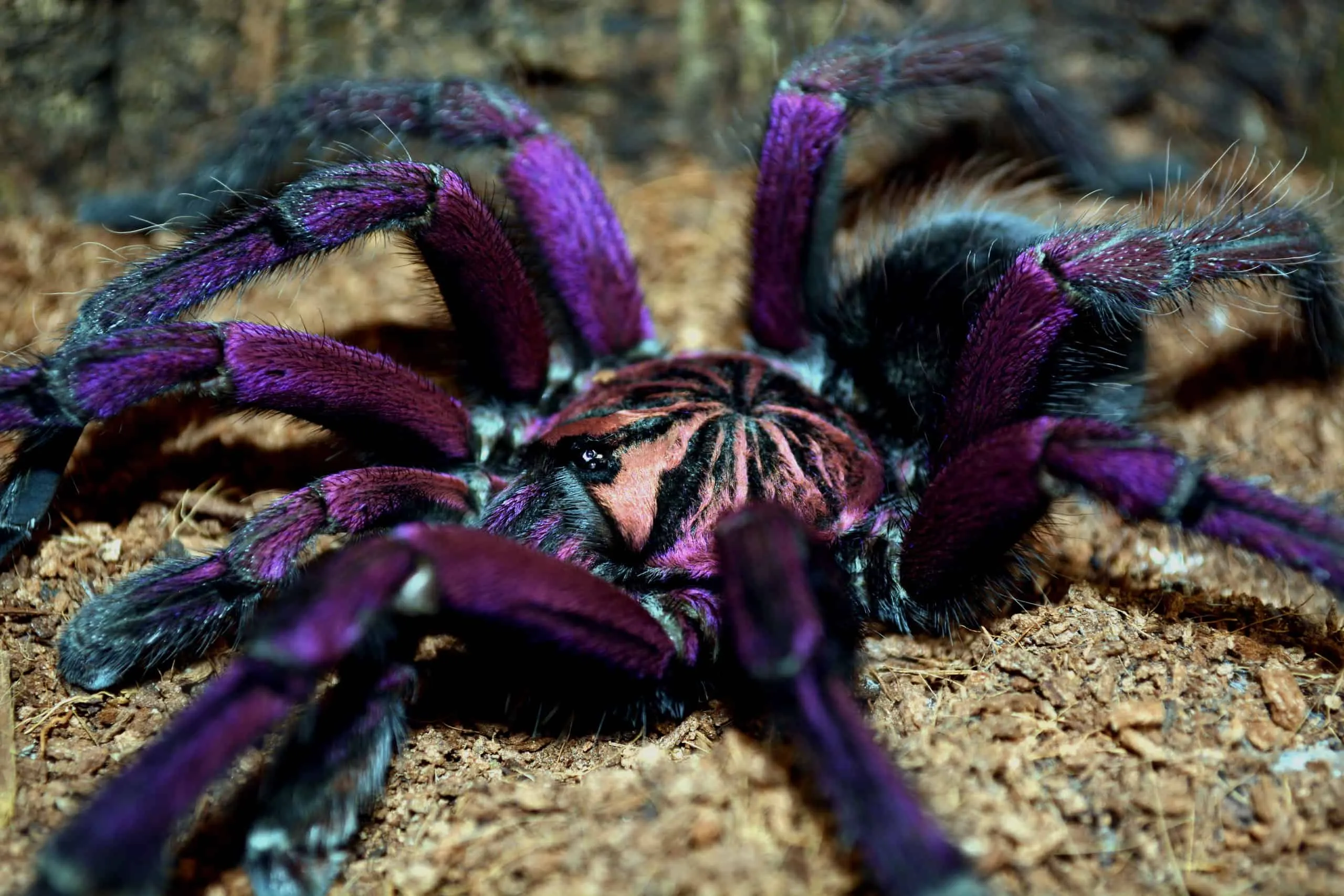 19089 pmet tarantula lifespan