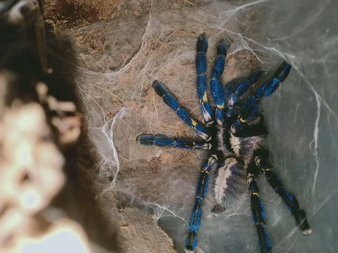 19089 pmet tarantula size color