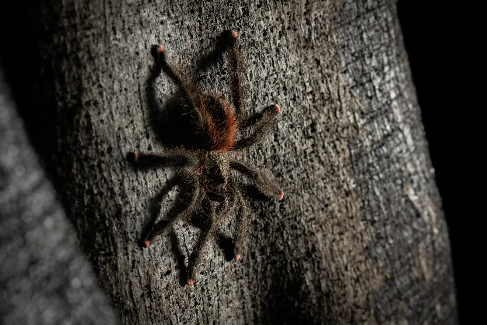 19091 pink toe tarantula australia 1