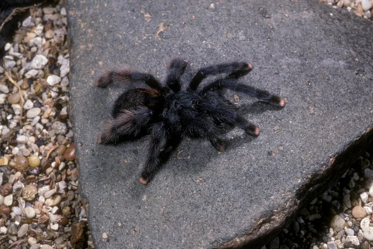 /img/19091-pink-toe-tarantula-australia-2.webp