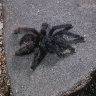 /img/19091-pink-toe-tarantula-australia-2.webp