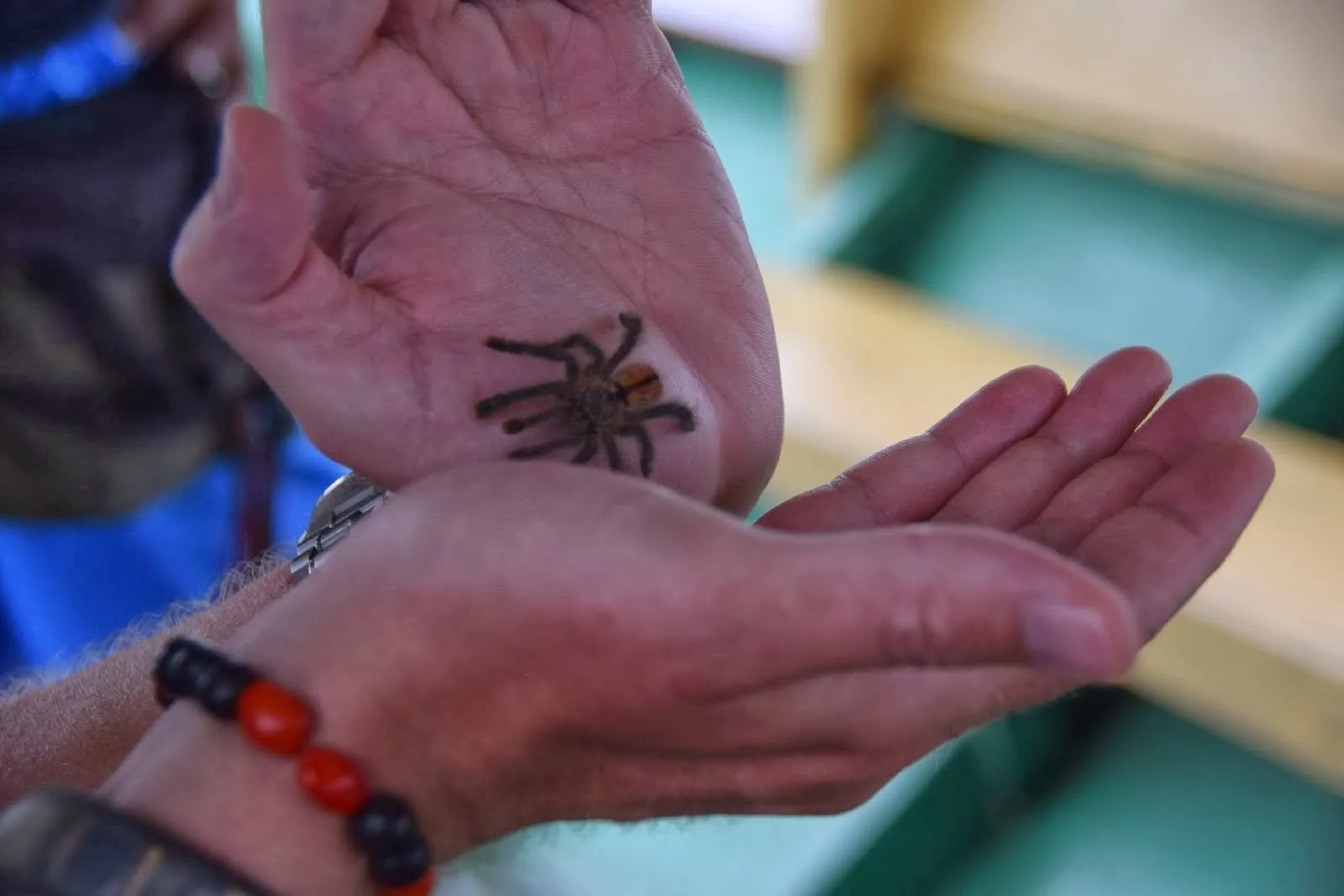 19091 pink toe tarantula conservation