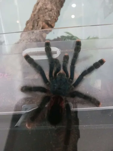 19091 pink toe tarantula habitat