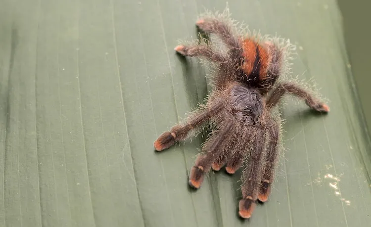 19091 pink toe tarantula handling