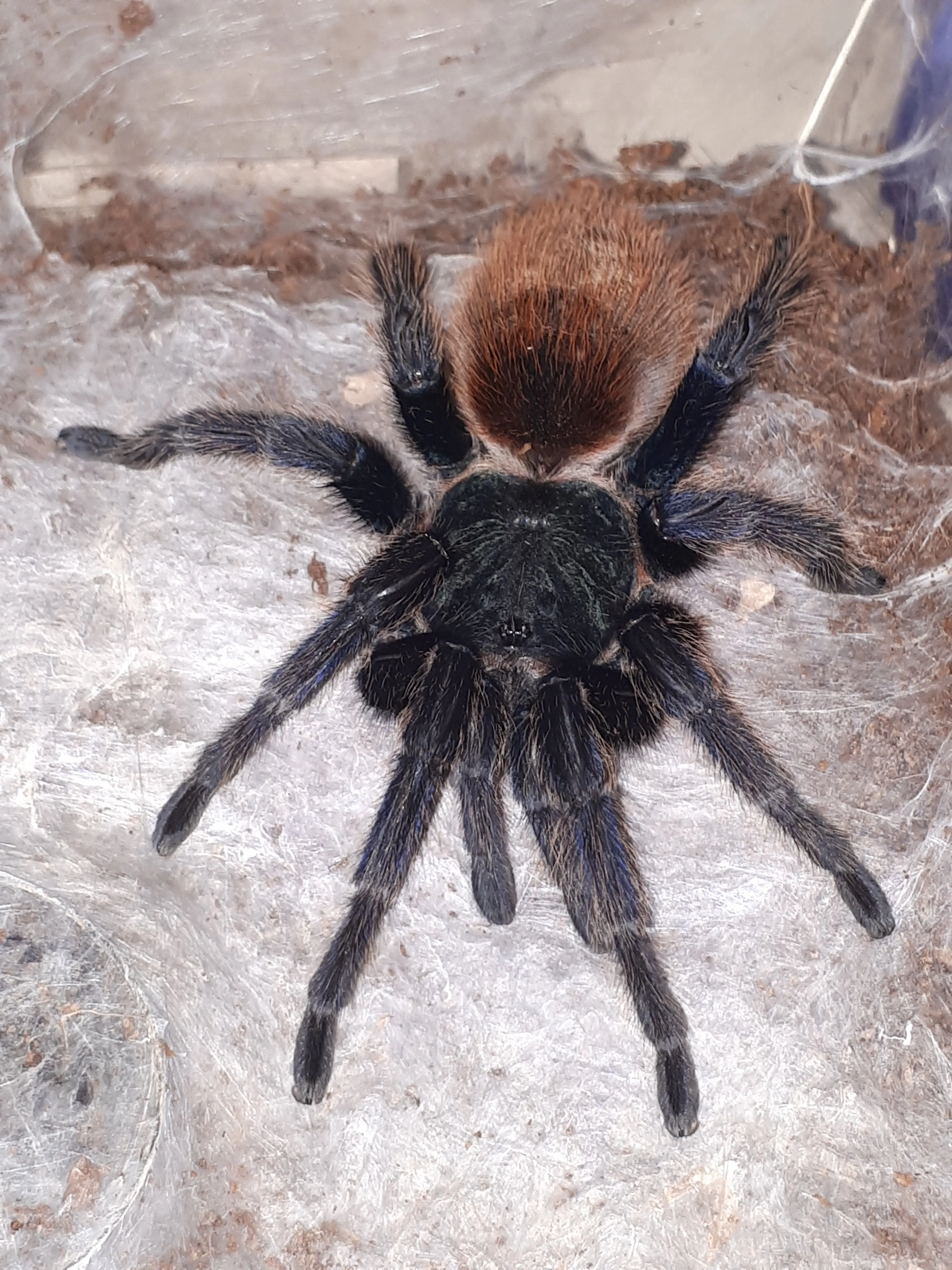 19092 gbb tarantula feeding