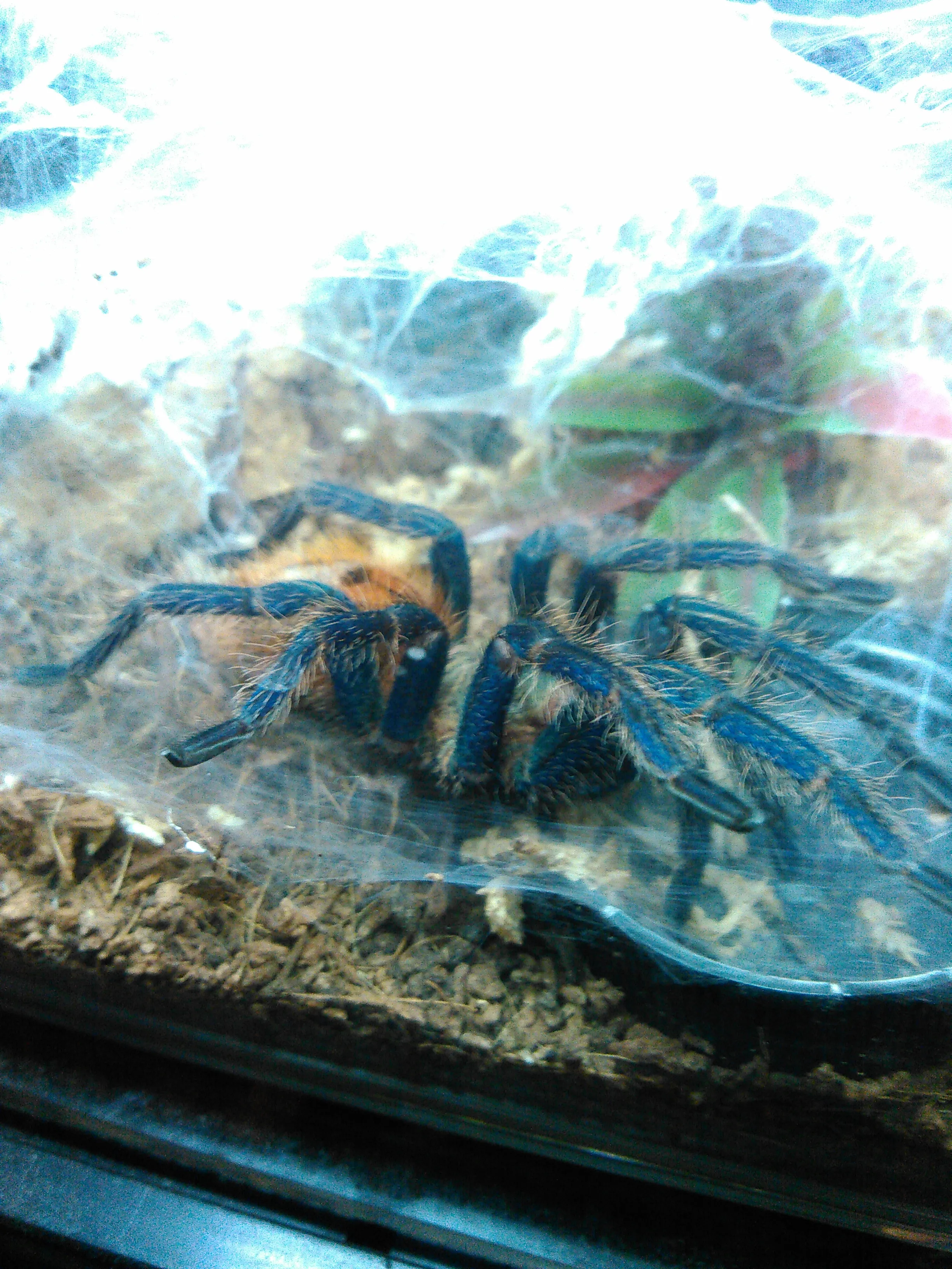 19092 gbb tarantula handling