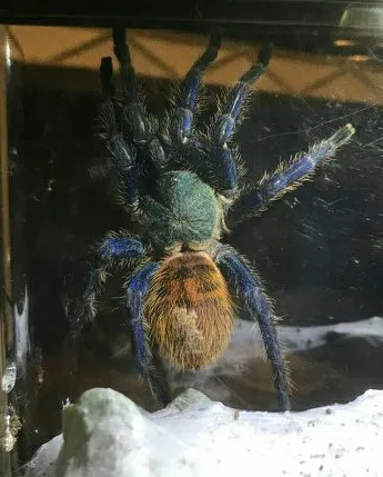 19092 gbb tarantula molting