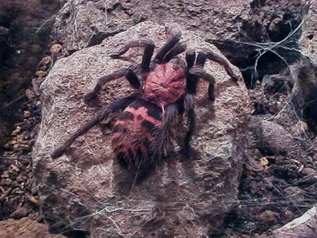 /img/19097-tarantula-sling-cleaning.webp