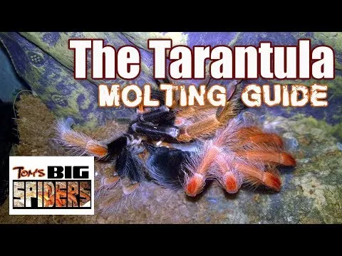 19097 tarantula sling feeding