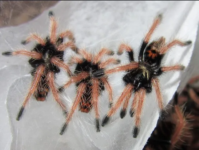 19097 tarantula sling substrate