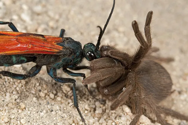 /img/19099-tarantula-hawk-wasp-larva.webp