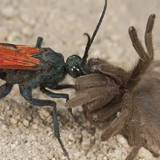 /img/19099-tarantula-hawk-wasp-larva.webp