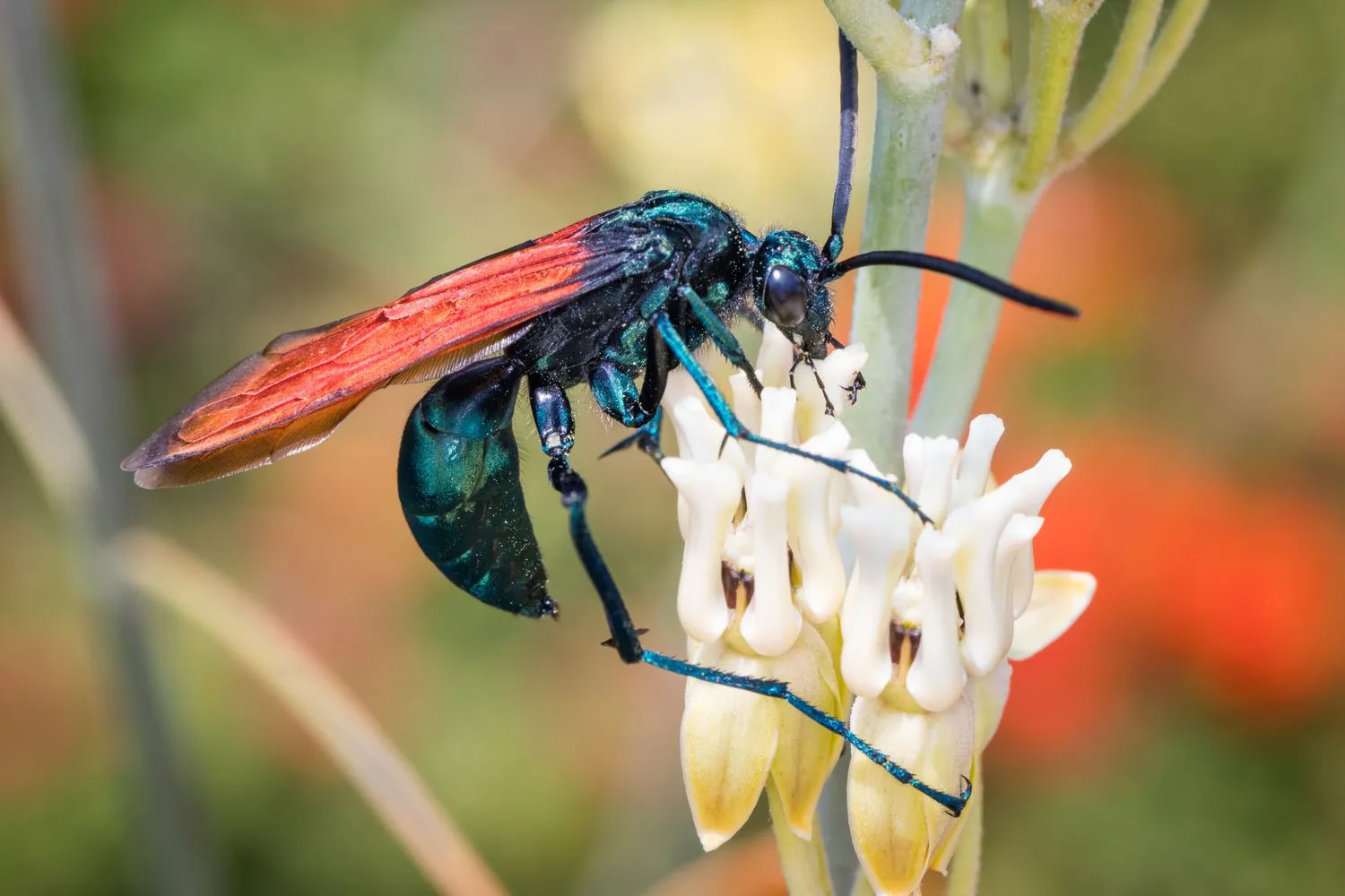 19099 tarantula hawk wasp map