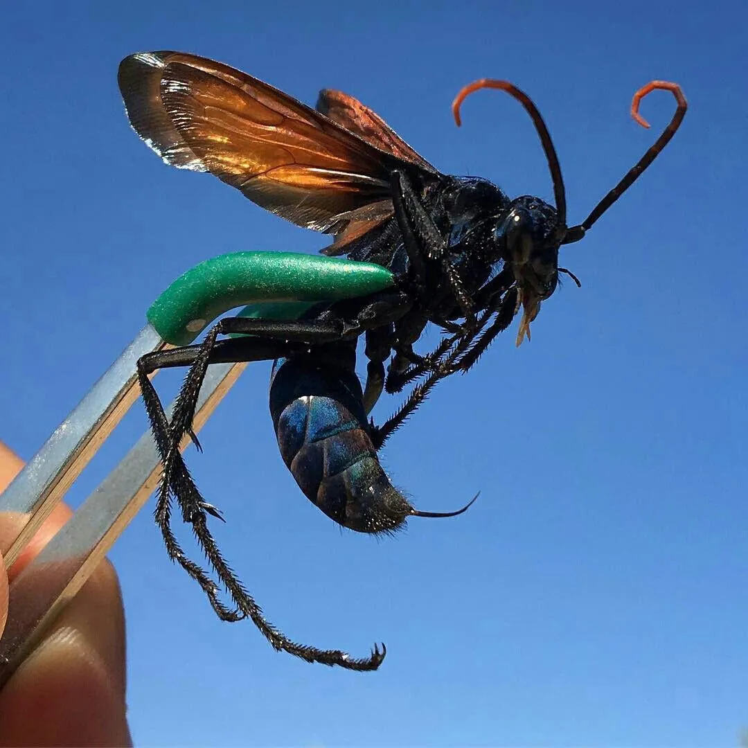 19099 tarantula hawk wasp mating