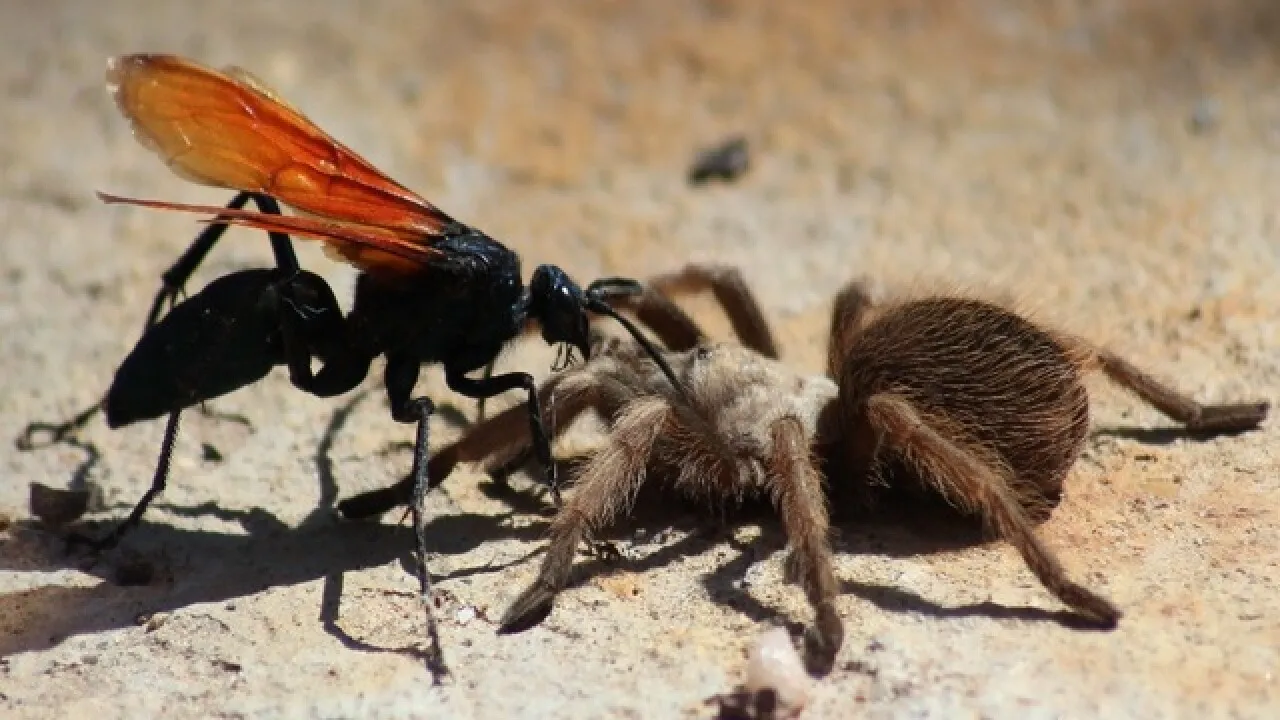 19099 tarantula hawk wasp sting