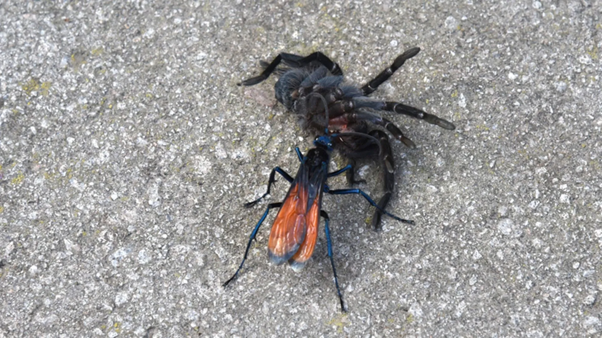 19099 tarantula hawk wasp with tarantula