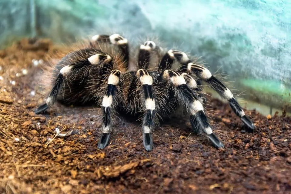 19101 tarantula feeding