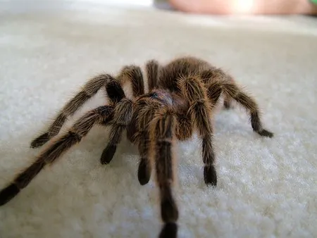 19101 tarantula molting
